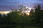 20th Jun 2012 - Sunset Through the Butternut Tree