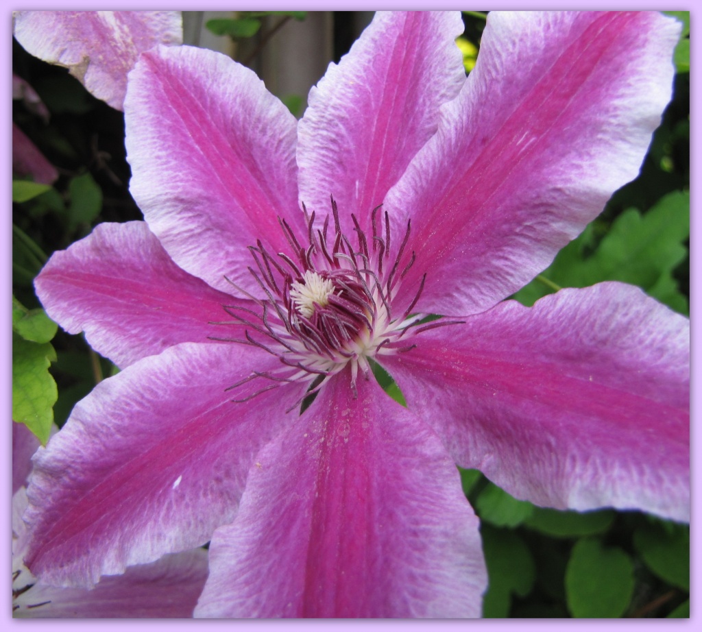 Clematis by busylady