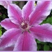 Clematis by busylady
