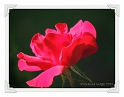 20th Jun 2012 - Red rose