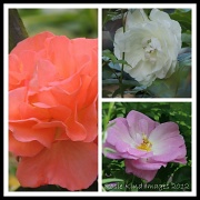 20th Jun 2012 - Rose collage 