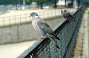 20th Jun 2012 - Pigeons in Tuileries garden