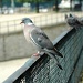 Pigeons in Tuileries garden by parisouailleurs