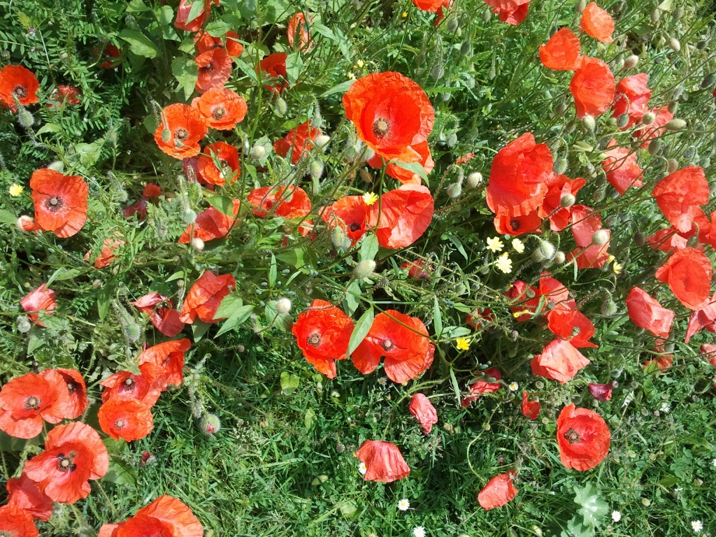 Poppies by clairecrossley