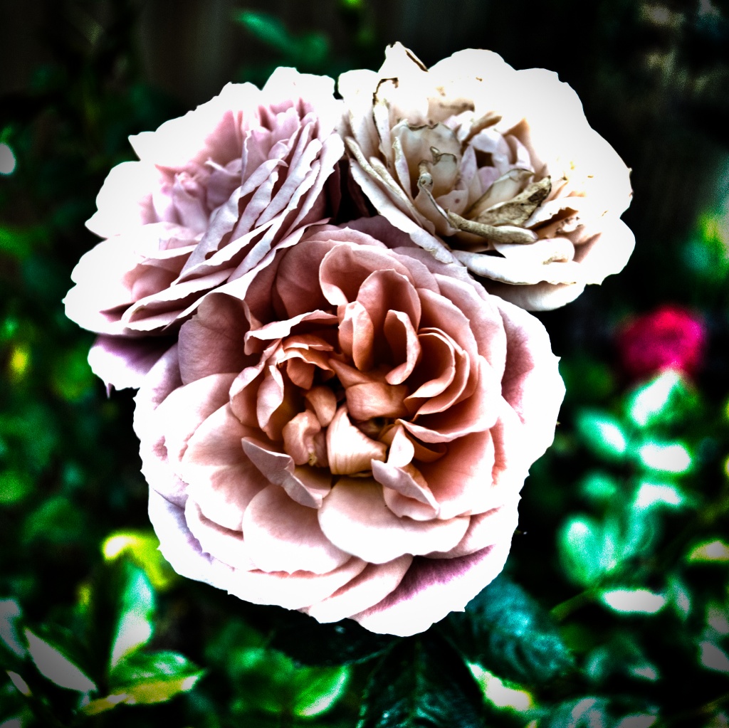 Surreal rose by manek43509