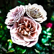 20th Jun 2012 - Surreal rose