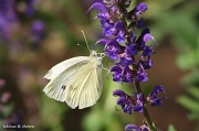 20th Jun 2012 - Cabbage Butterfly on Salvia