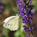 Cabbage Butterfly on Salvia by falcon11
