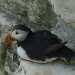 Puffin! by lellie