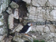 15th Jun 2012 - Puffin 2