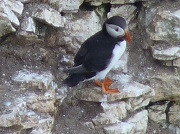 13th Jun 2012 - Puffin 3