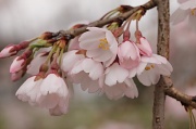 20th Jun 2012 - Cherry Blossoms
