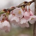 Cherry Blossoms by cdonohoue