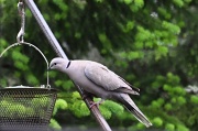 13th Jun 2012 - Ring-Necked Dove