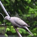 Ring-Necked Dove by mamabec