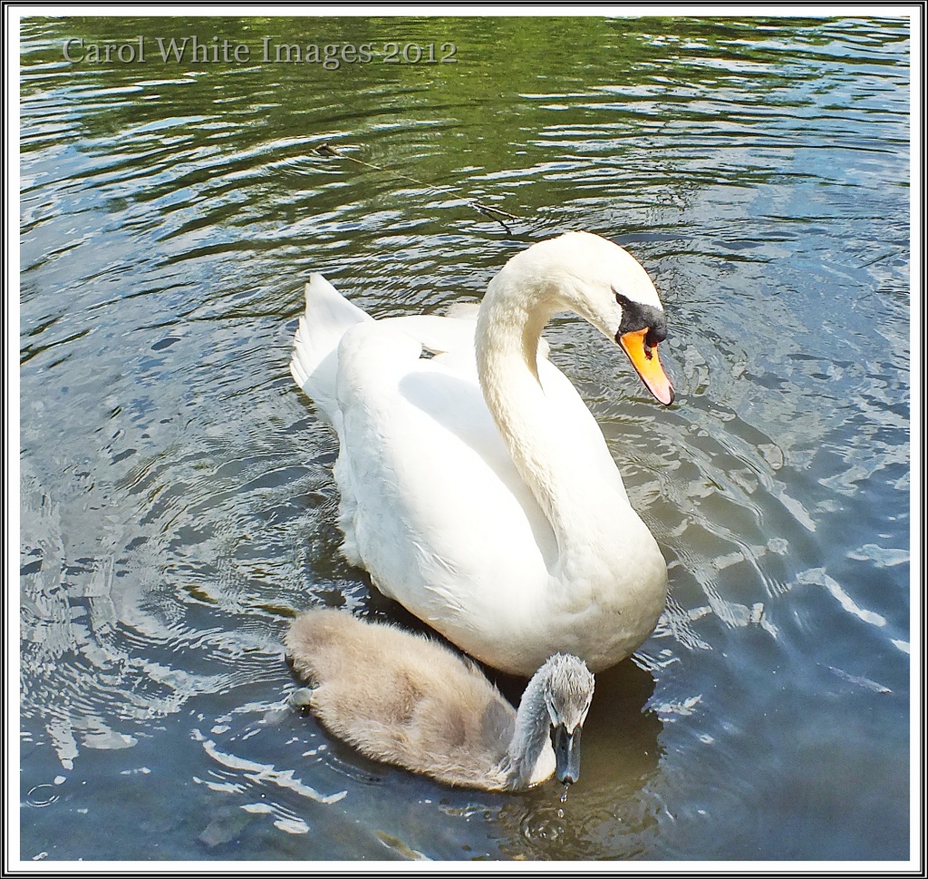 Swan Family Re-visited by carolmw