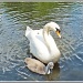 Swan Family Re-visited by carolmw