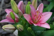 7th Jun 2012 - 159 Blooms