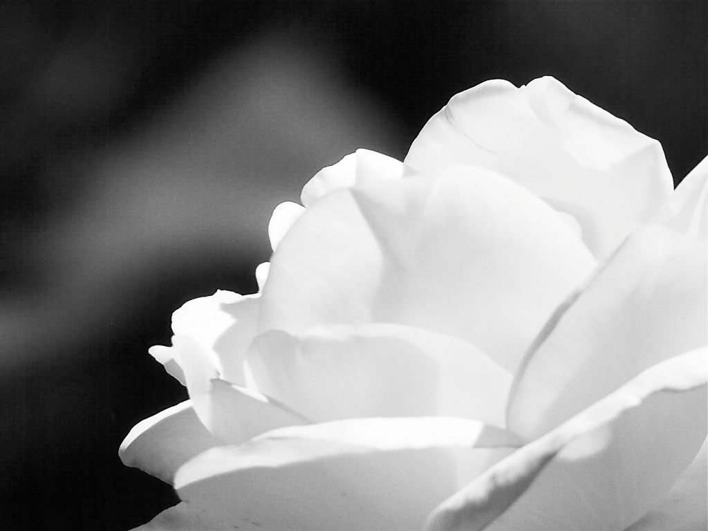 Simple, soft, petals... by marlboromaam