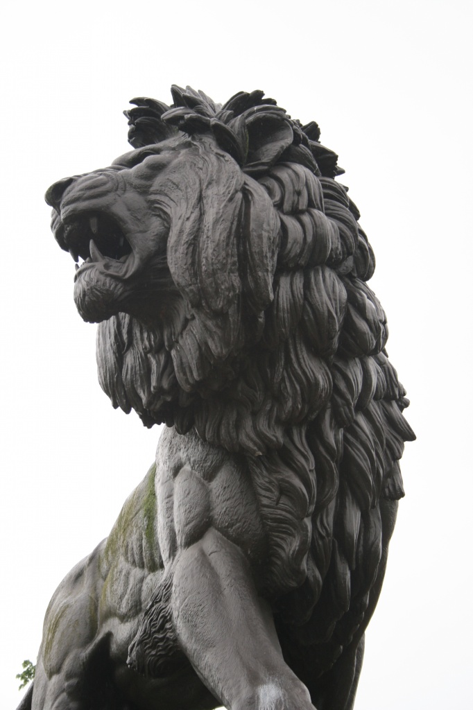 lion by mariadarby