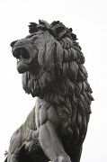 21st Jun 2012 - lion