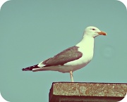 21st Jun 2012 - seagull 1