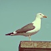 seagull 1 by itsonlyart