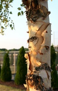 21st Jun 2012 - Tree trunk (and a ladybug)