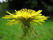 21st Jun 2012 - Dandelion flower - check!