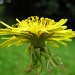 Dandelion flower - check! by filsie65