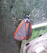 21st Jun 2012 - Darth Moth
