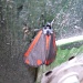 Darth Moth by denidouble