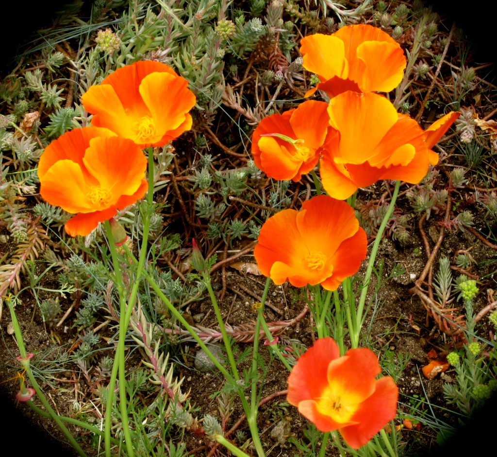 Flaming Poppies by pamelaf