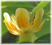 21st Jun 2012 - blossom of a tulip tree