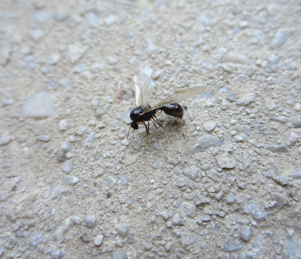 Leteći mrav by vesna0210