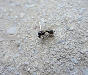 20th Jun 2012 - Leteći mrav