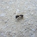 Leteći mrav by vesna0210