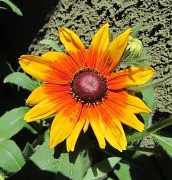 21st Jun 2012 - Plameni cvijet