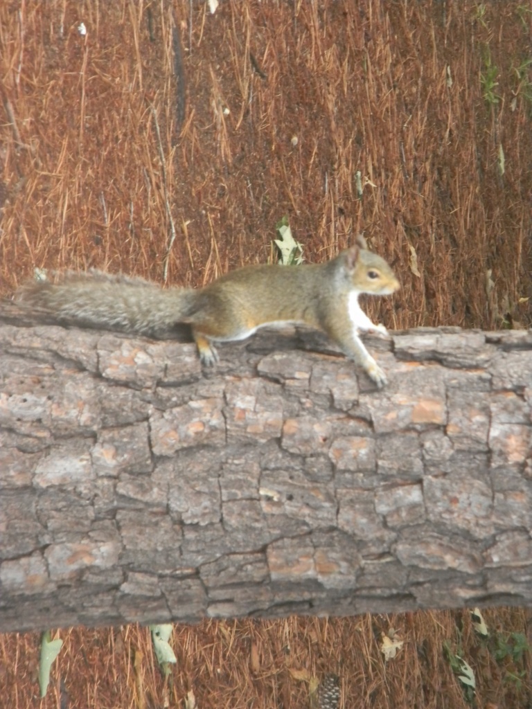 Squirrel Climbing Tree 6.21.12 by sfeldphotos