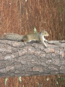 21st Jun 2012 - Squirrel Climbing Tree 6.21.12