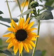 21st Jun 2012 - Drive by Sunflower