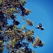 Mockingbird by melinareyes