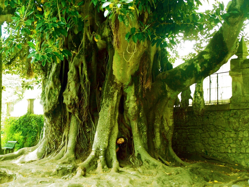 Un ficus con su bruja by estelajimenez