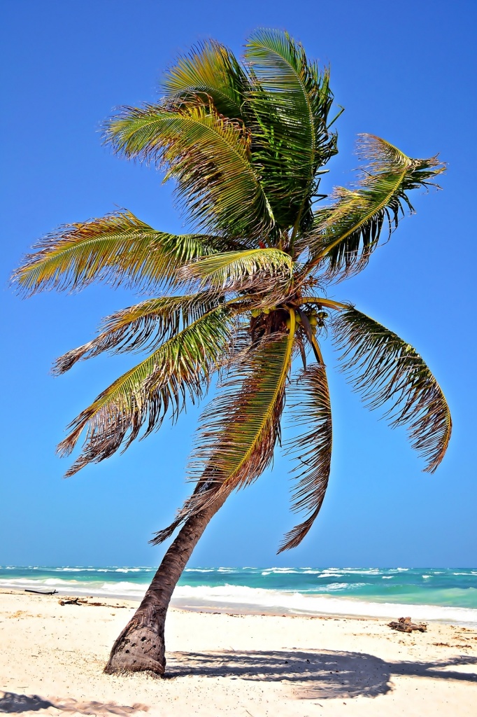 Coconut Palm  by soboy5