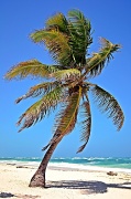 22nd Jun 2012 - Coconut Palm 