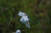 21st Jun 2012 - Cottongrass