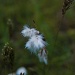 Cottongrass by ragnhildmorland