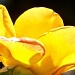 Yellow... by marlboromaam