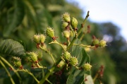 18th Jun 2012 - Conkers