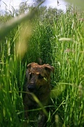 19th Jun 2012 - Something Lurking in the Undergrowth